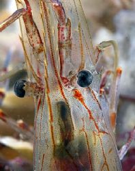 Northern Prawn.
Night dive in Menai Straits.
D200 60mm by Mark Thomas 